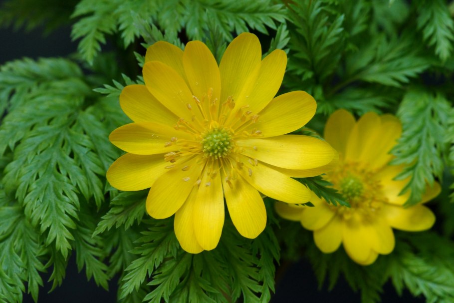 Адонис весенний (горицвет весенний)