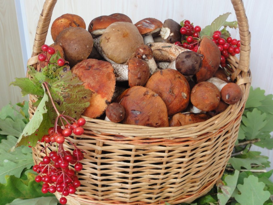 Мухомор Аманита Мускария