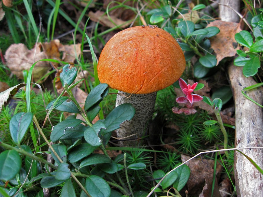 Грибы и ягоды Урала