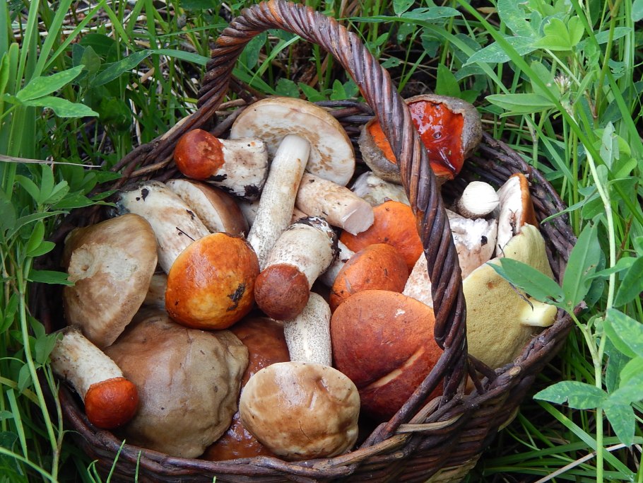 Подосиновик трубчатый