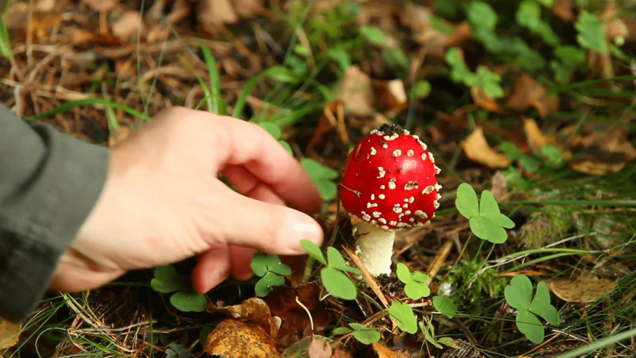 Лекарственные грибы