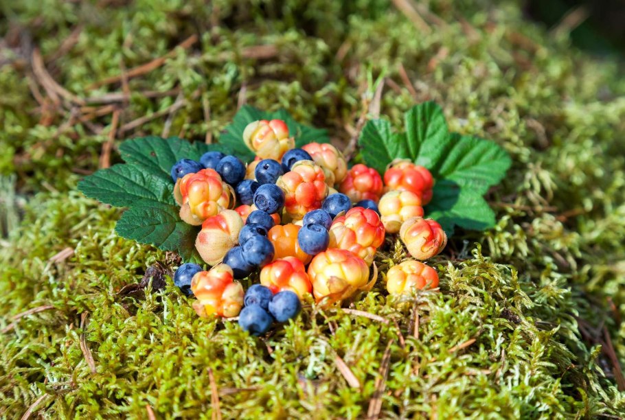 Северная ягода морошка