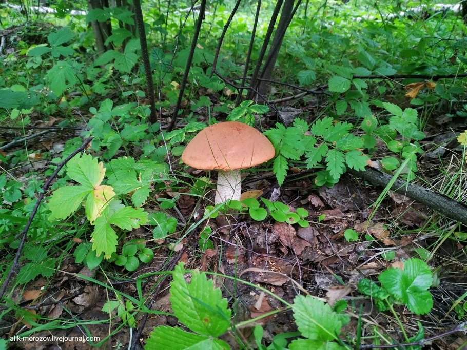 Гриб Боровик маслята белый гриб