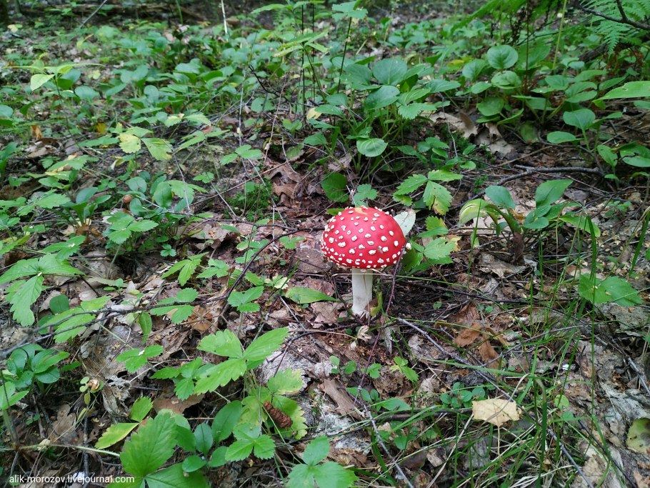 Несъедобные Лесные ягоды названия