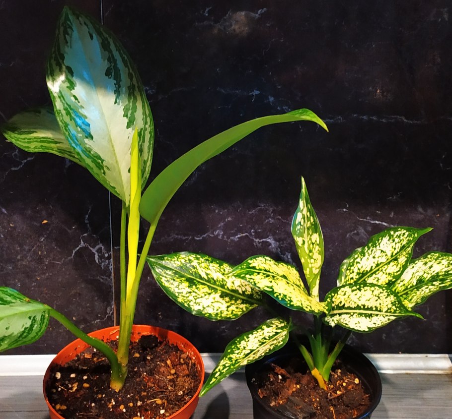 Аглаонема Леон