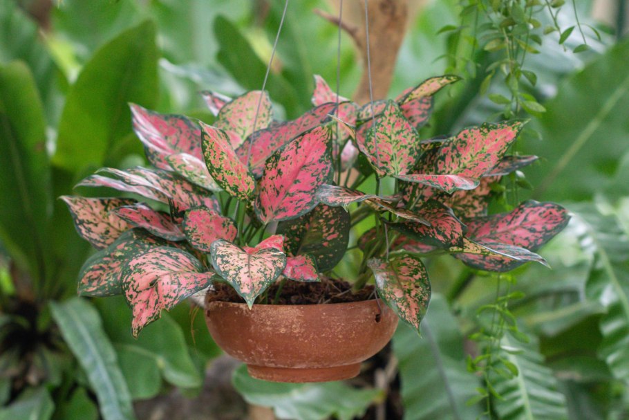 Аглаонема Тигрис