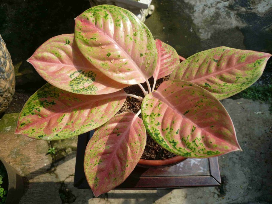 Аглаонема Anyamanee