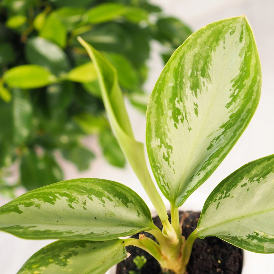 Аглаонема Silver Bay