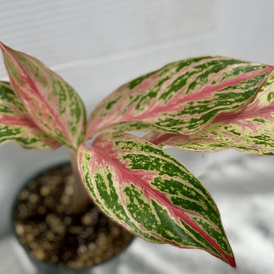 Аглаонема Пикок