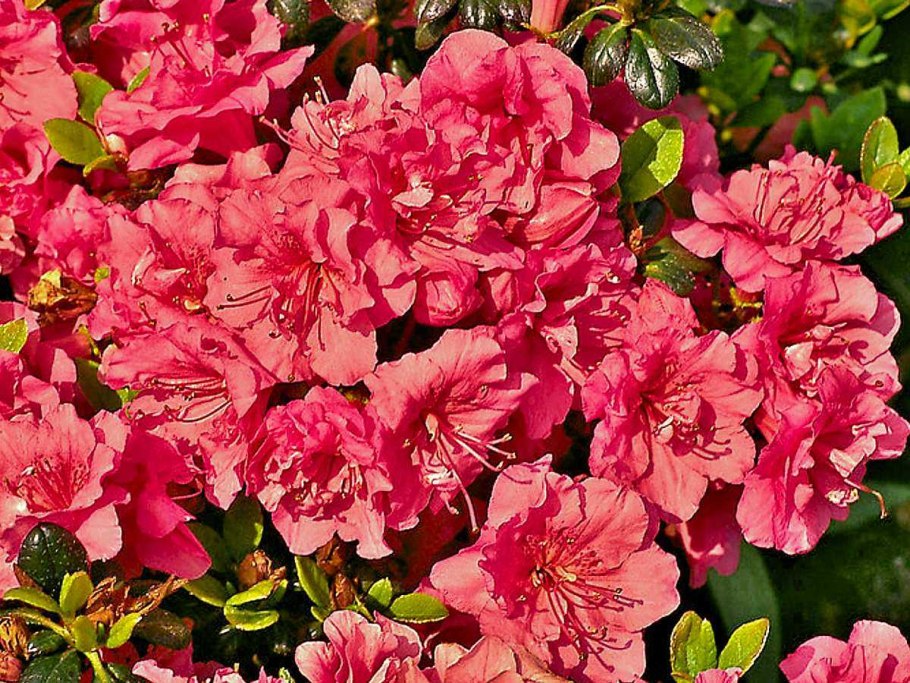 Рододендрон Canzonetta