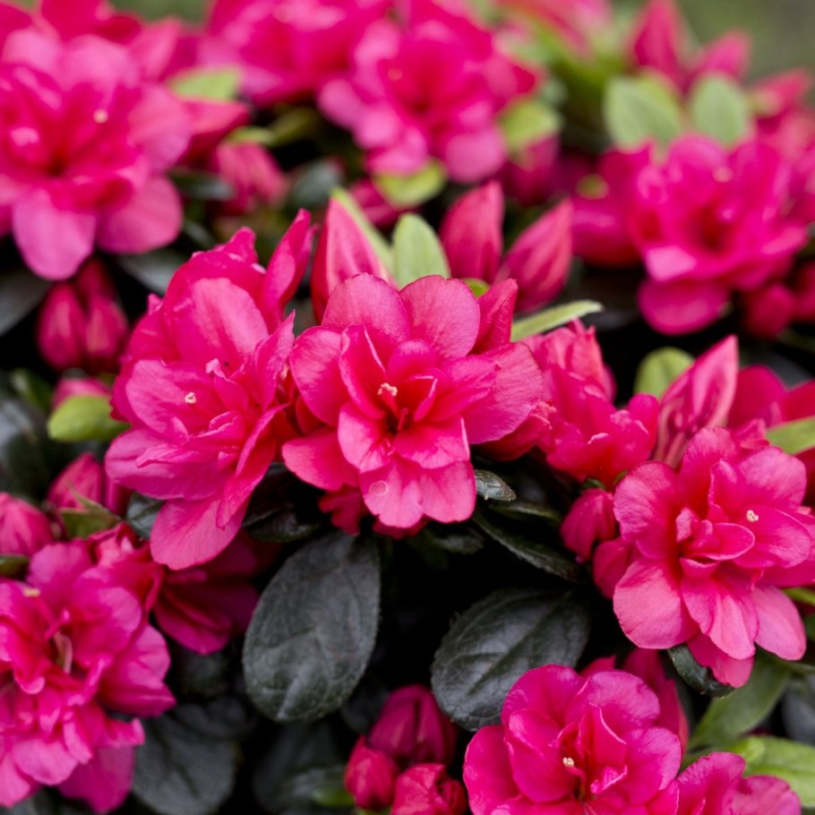 Рододендрон Швейцария