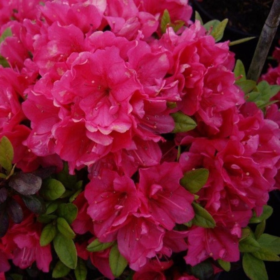 Азалия/рододендрон японская obtusum