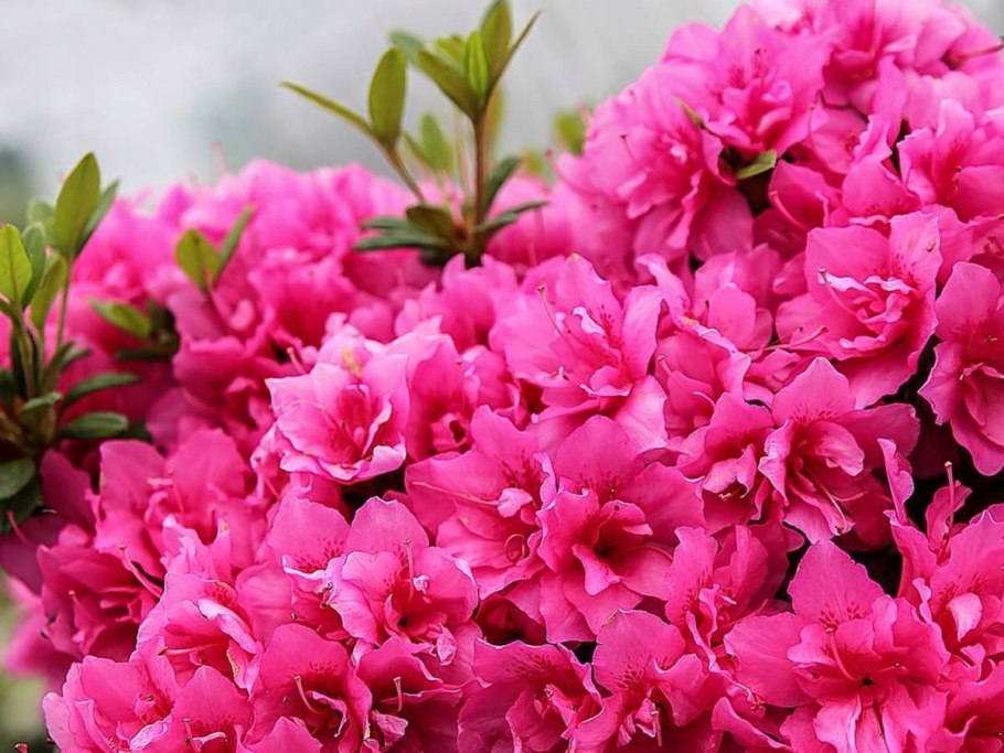 Азалия японская 'Maruschka'