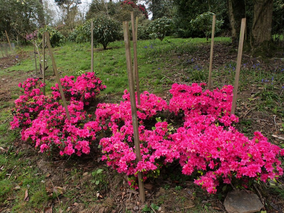 Рододендрон Мелина