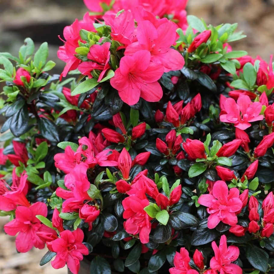 Азалия японская Марушка