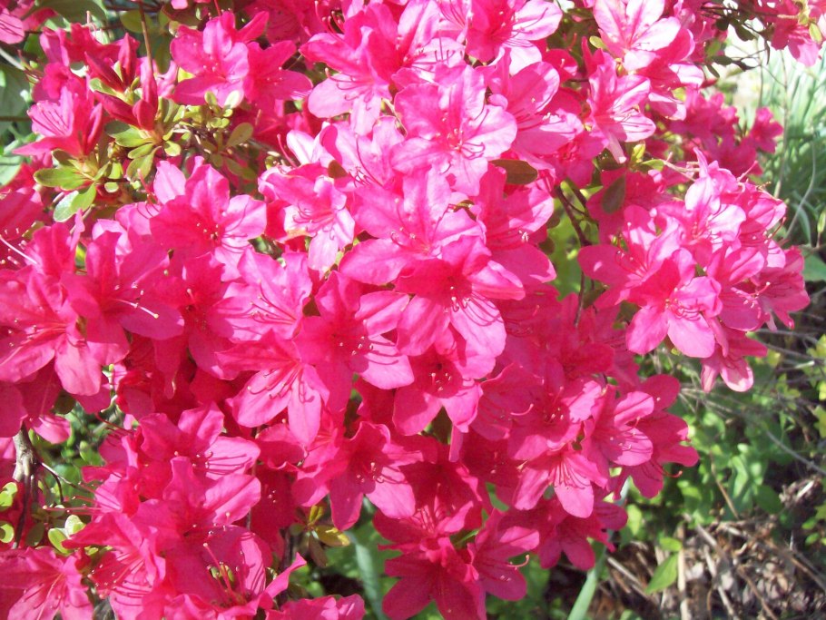 Азалия японская Айспринцессин