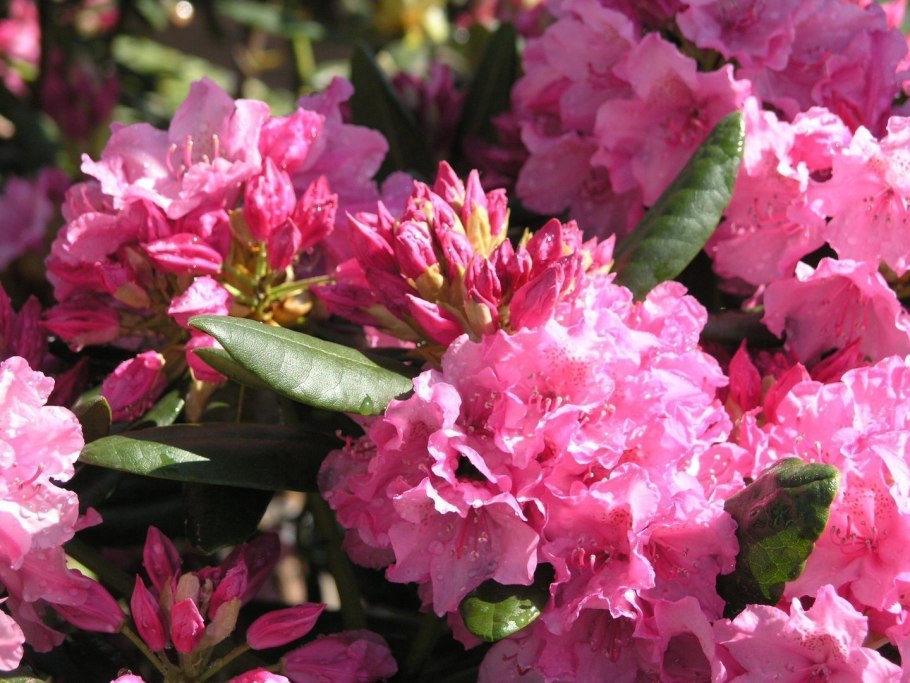 Rhododendron Cecile