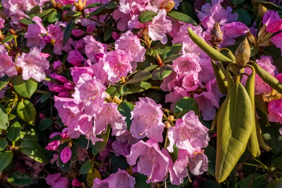 Рододендрон Rosebud