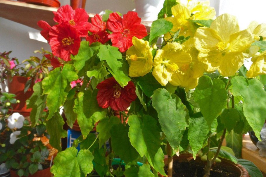 Абутилон цветок