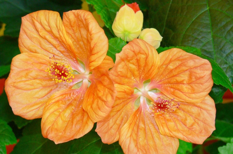 Цветок клен абутилон