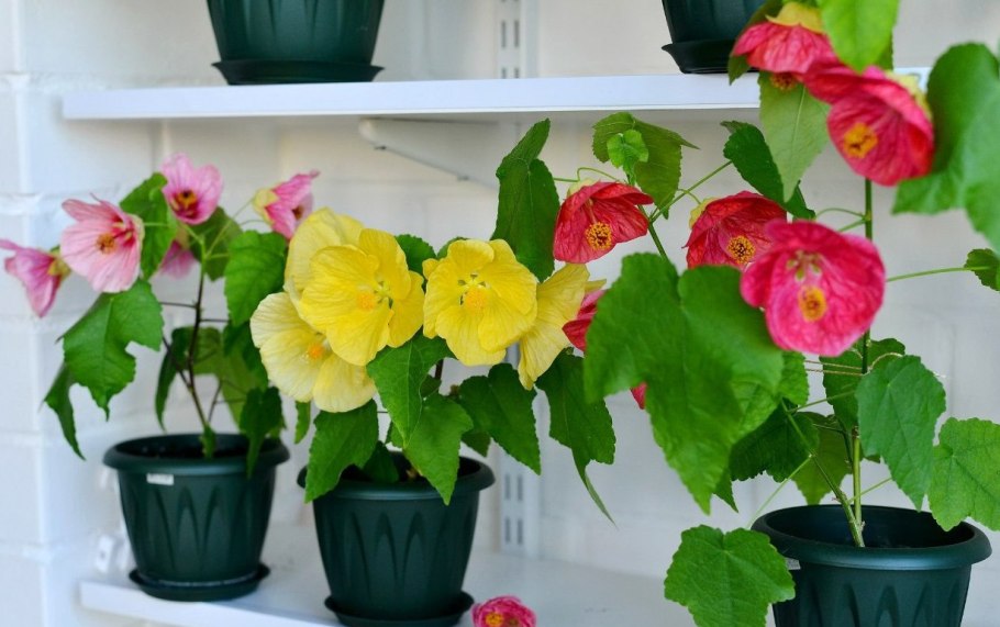 Абутилон (канатник, комнатный клен)