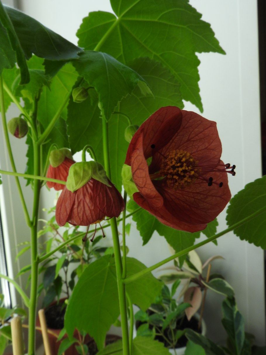 Абутилон полосатый