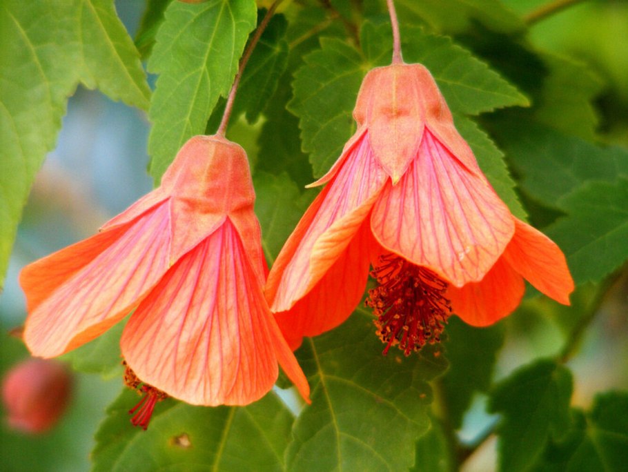 Цветок абутилон комнатный клен