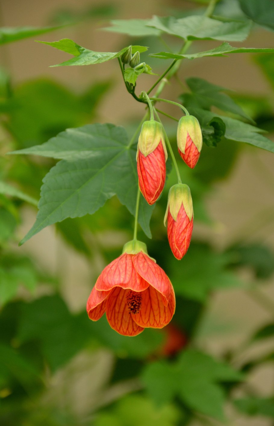 Абутилон канатник