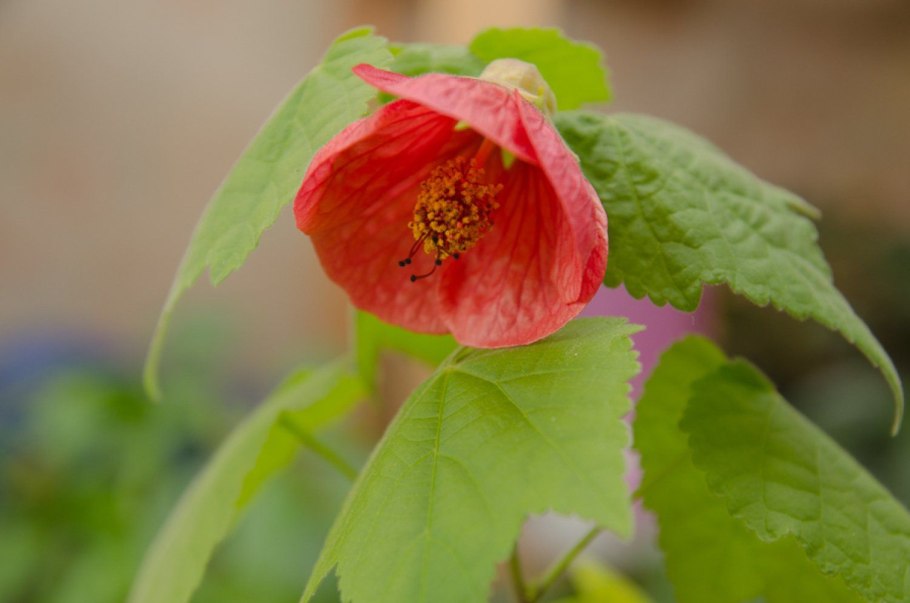 Абутилон Арлекин