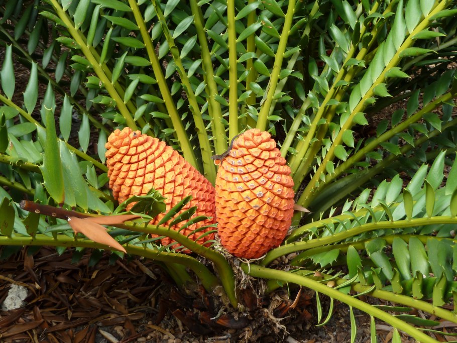 Семязачаток саговника