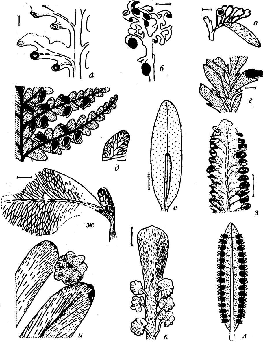 Глоссоптерис пермский период