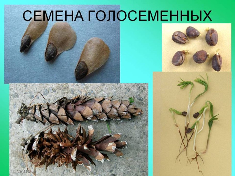 Семена голосеменных