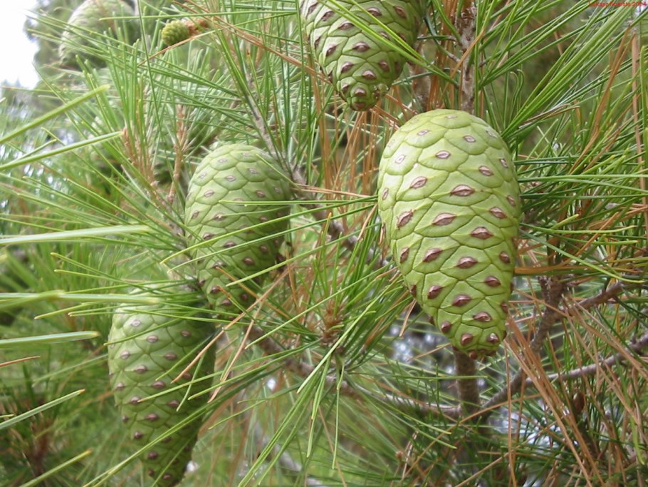 Ель финская Picea Fennica