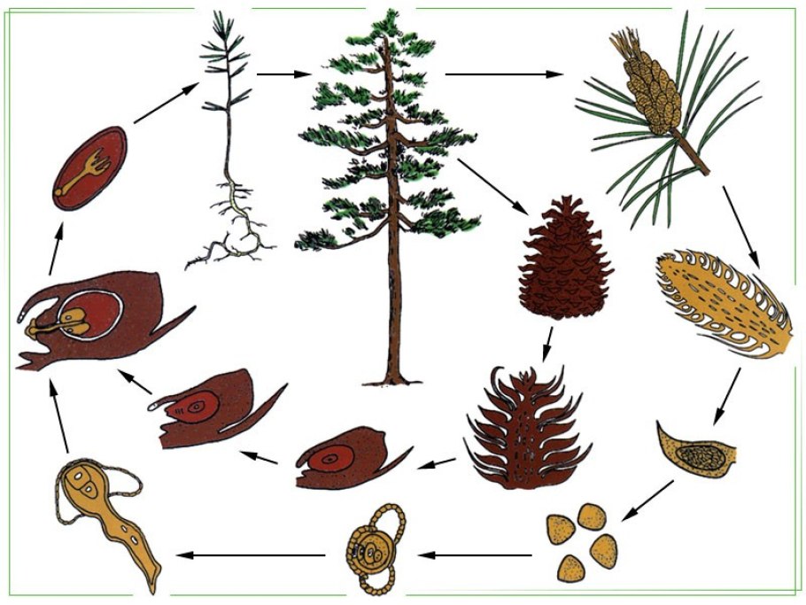 Ель красная Picea Rubens