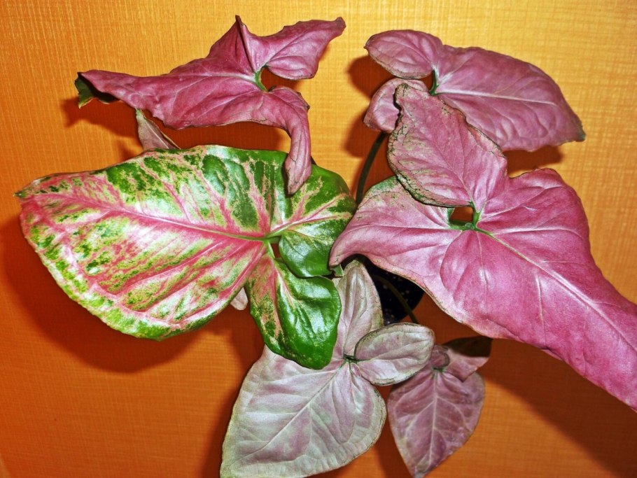 Мелкашки Пинки сингониум