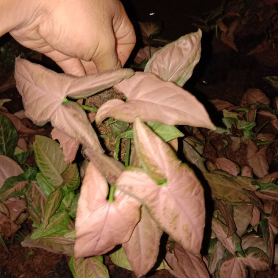 Сингониум пинк бьюти лава