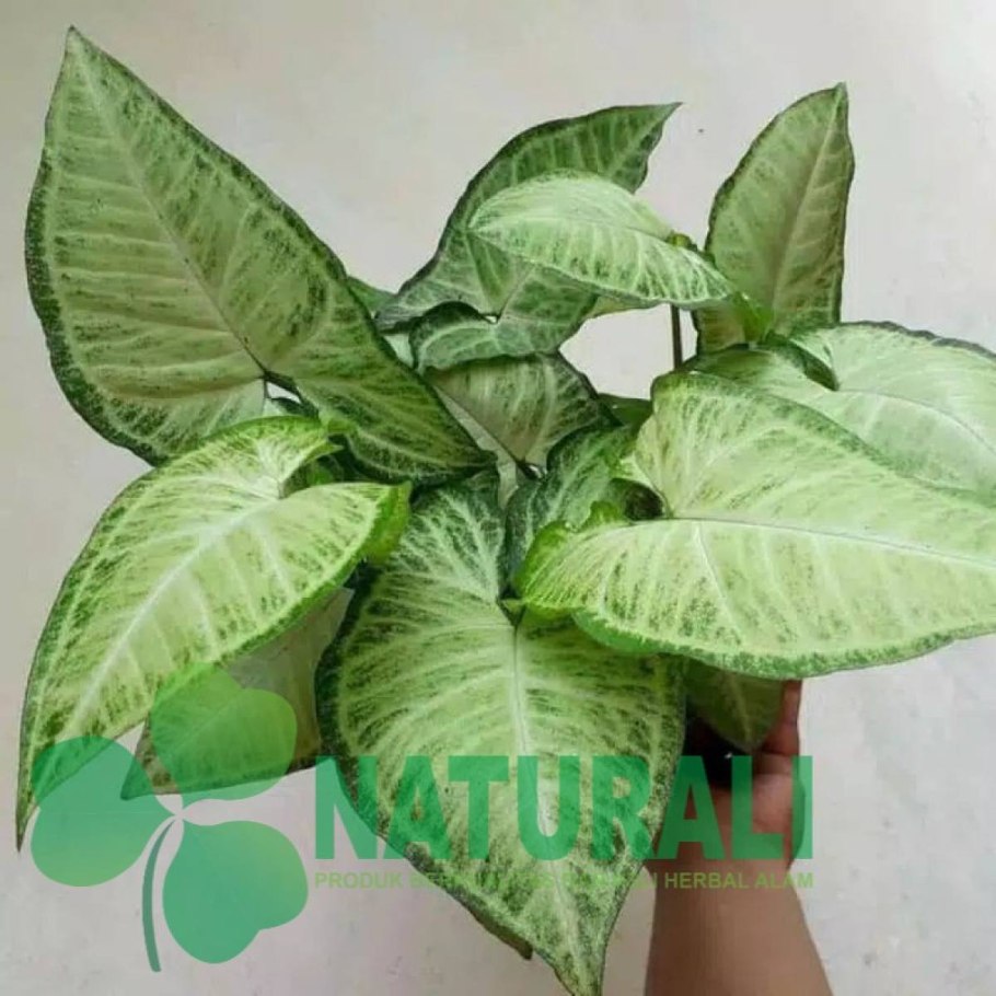 Сингониум неон Пинк