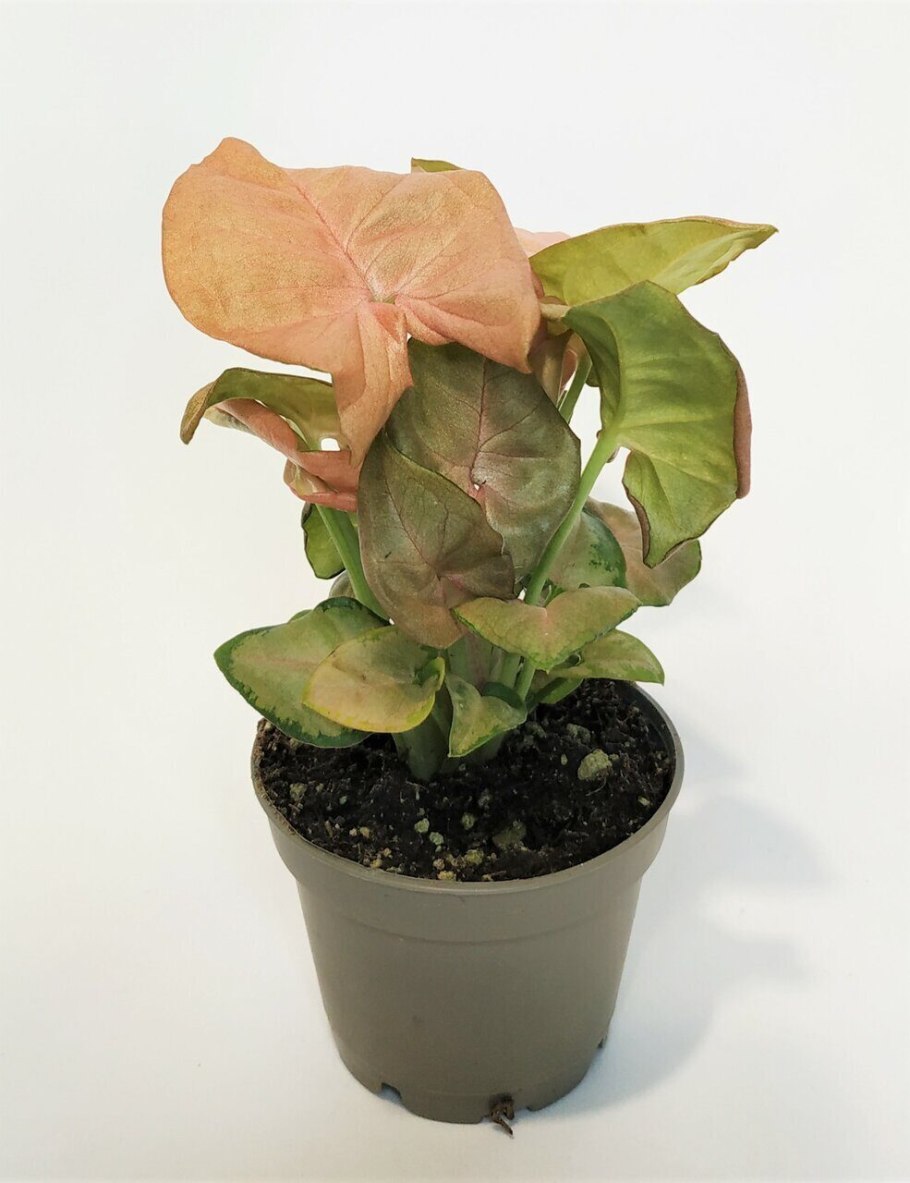 Сингониум неон пинк