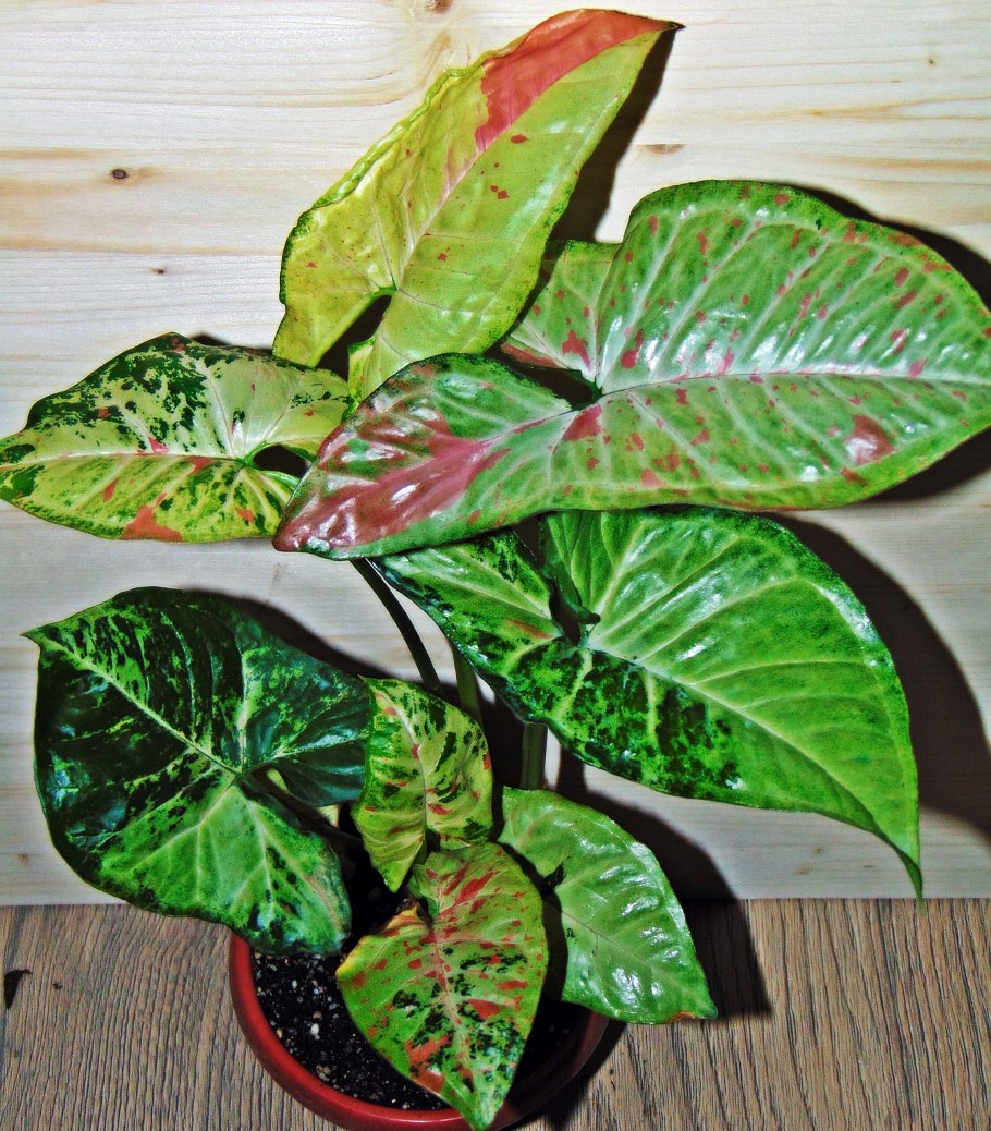 Сингониум конфетти триколор