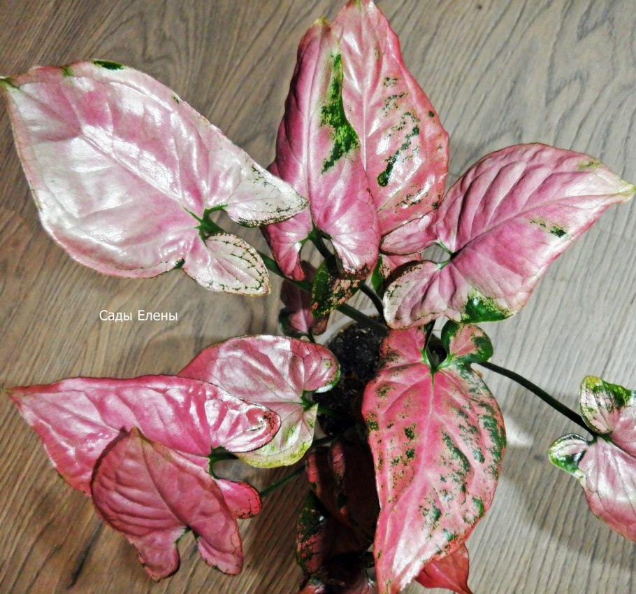 Сингониум ред стравберри