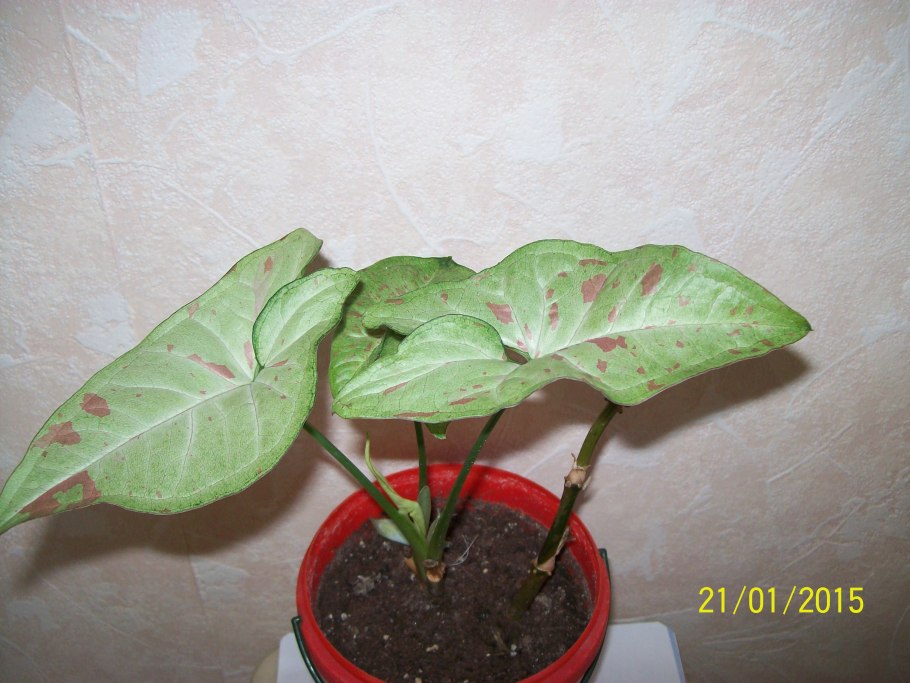 Сингониум малиновый крем