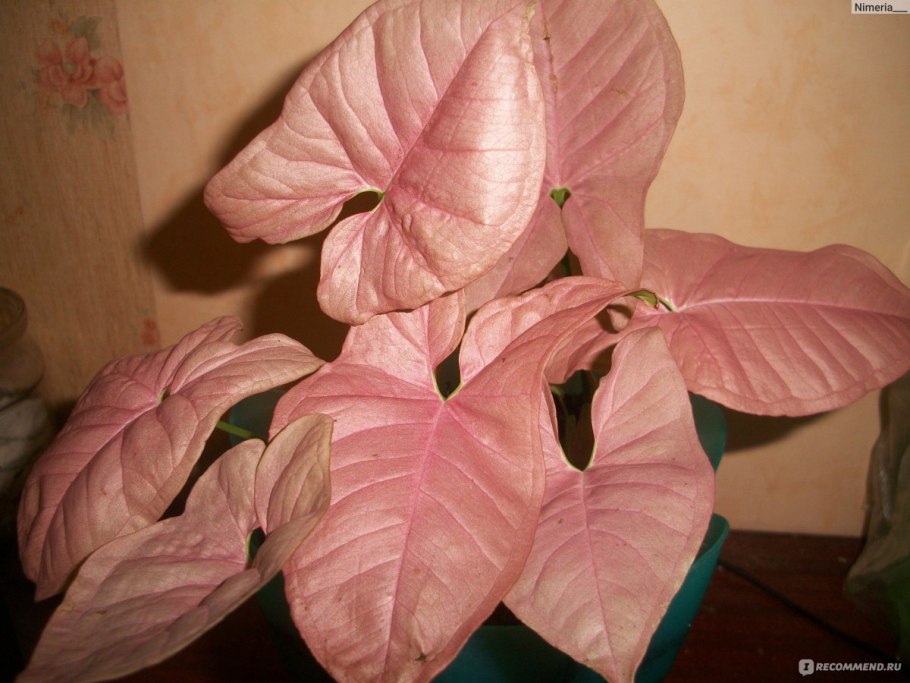 Сингониум деликат вельвет