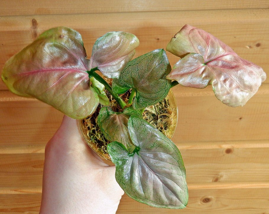 Сингониум распберри