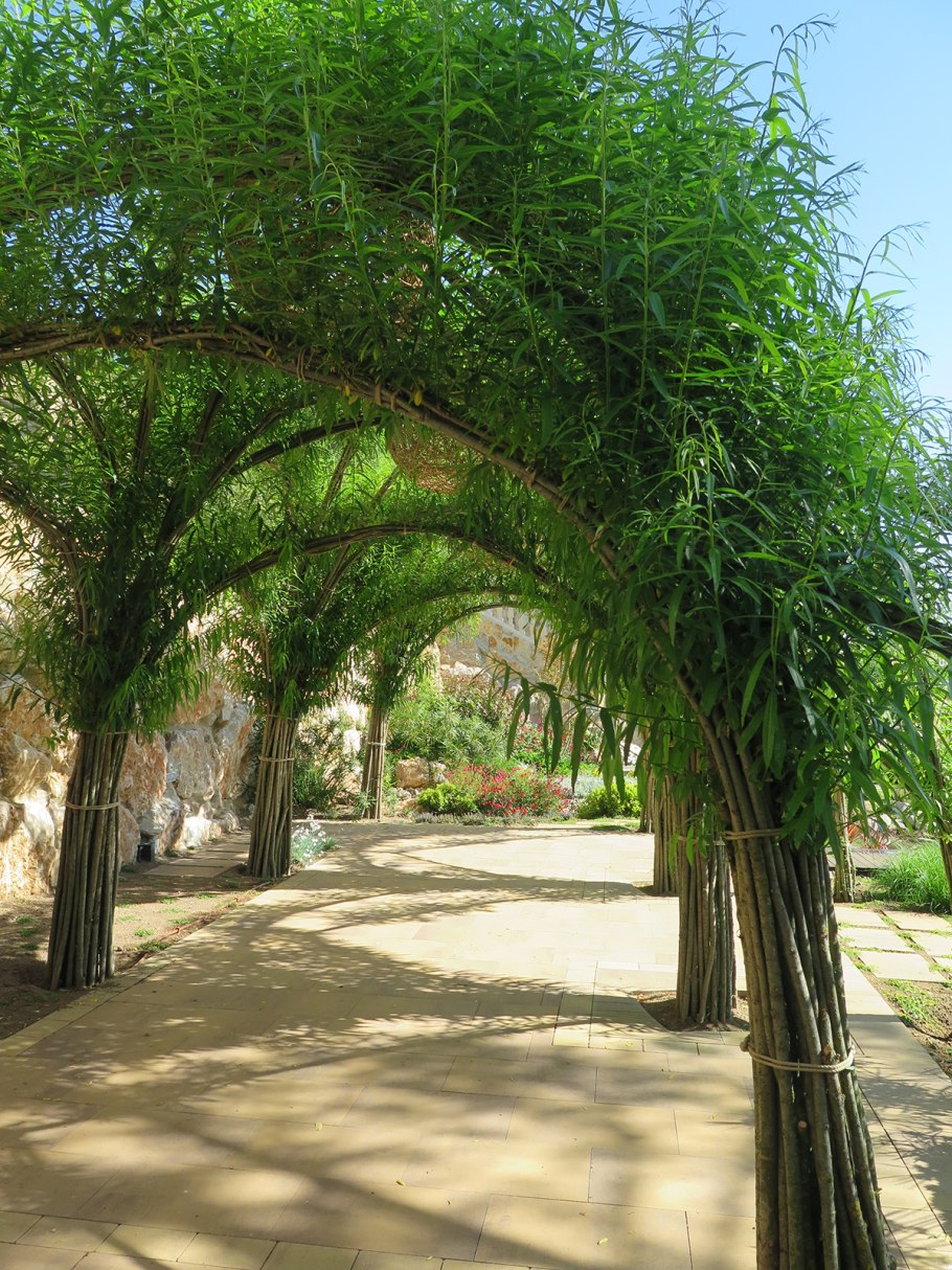 Плакучая Ива в Карелии