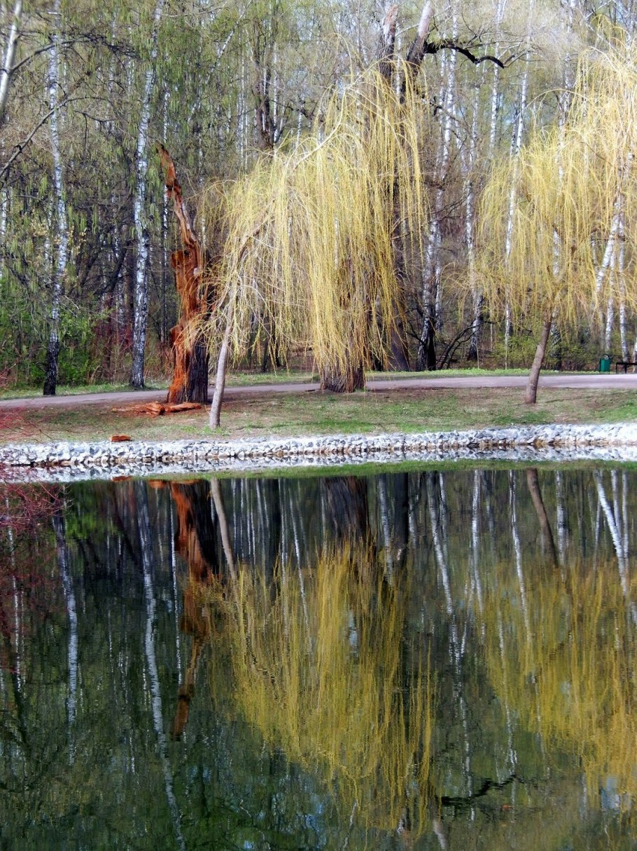 Ива памяти Миндовского