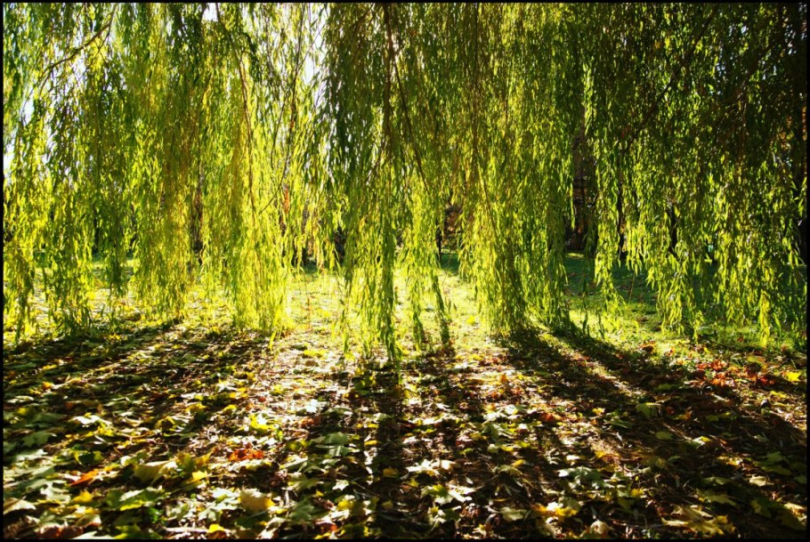 Ива белая плакучая аллея