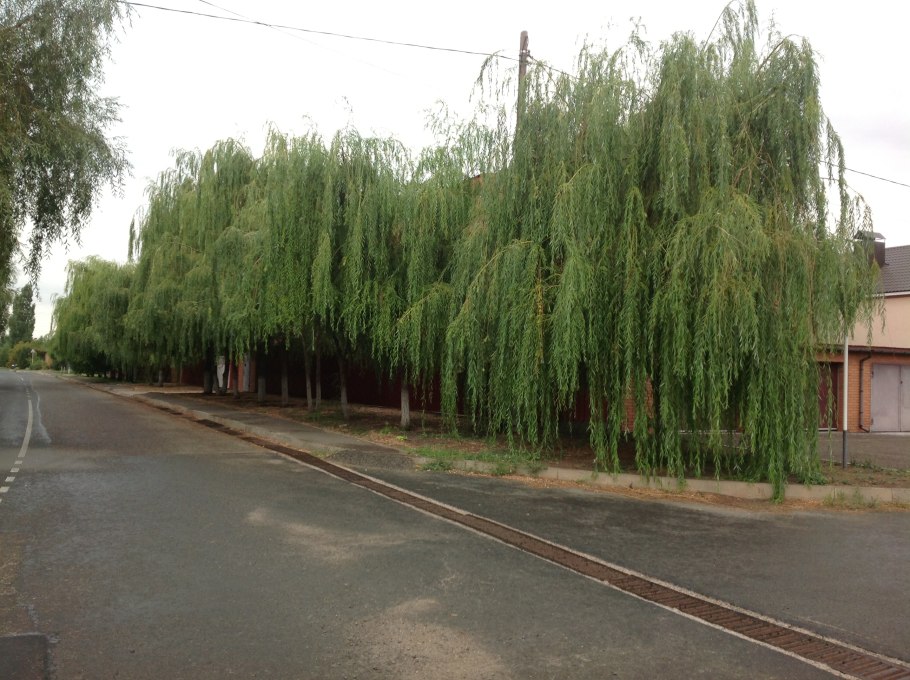 Ива белая плакучая аллея