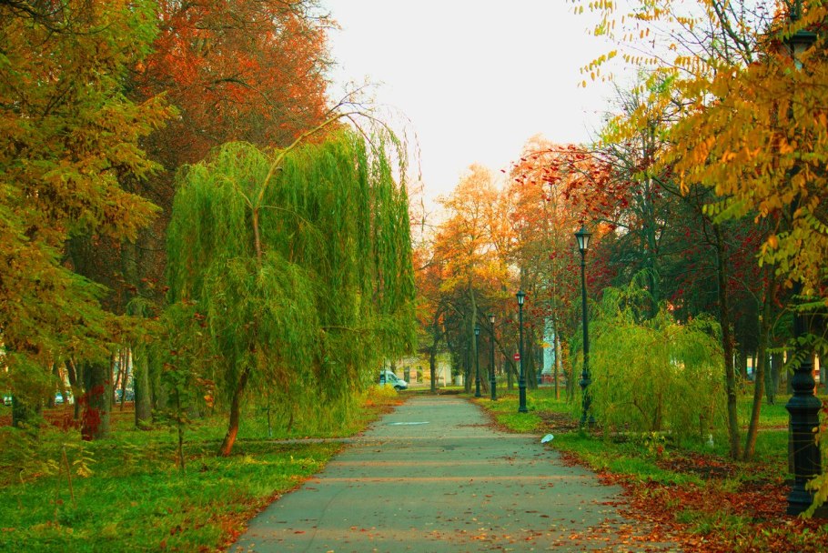 Плакучая Ива Рублево