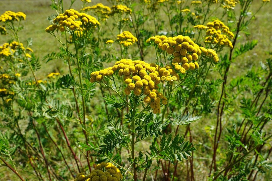 Пижма обыкновенная (Tanacetum vulgaris)