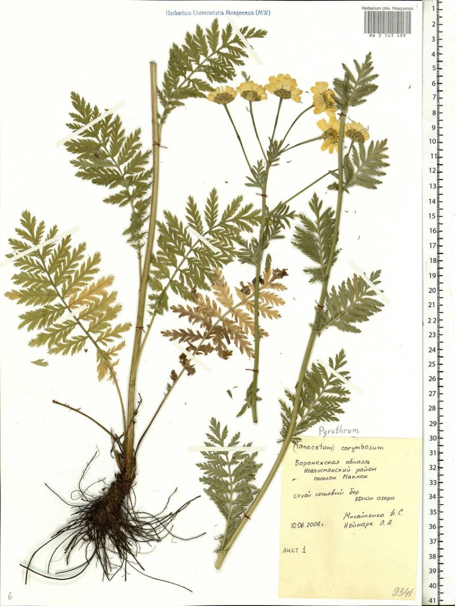 Пижма обыкновенная (Tanacetum vulgare)